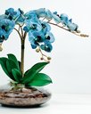 Ver imagem 2 de Arranjos de Mesa Vaso Grande Flores 4 Orquídeas Azul Flor
