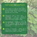 Ver imagem 6 de Tesoura de Poda Saboten Pt-2 Verde
