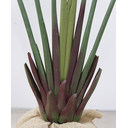 Ver imagem 4 de Planta Palmeira Ravenala 180cm Folhagem Verde Grande Real