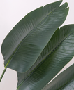 Ver imagem 3 de Planta Palmeira Ravenala 180cm Folhagem Verde Grande Real