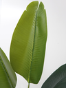 Ver imagem 2 de Planta Palmeira Ravenala 180cm Folhagem Verde Grande Real