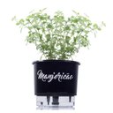 Ver imagem 1 de Vaso Auto Irrigável Gourmet N03 - Médio - Raiz Preto Manjericão