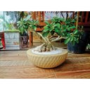 Ver imagem 2 de Vaso Infinity Concha 13 Areia