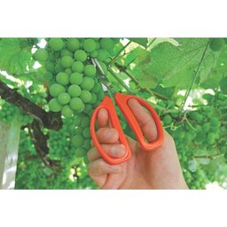Tesoura para Poda, Raleio e Colheita de Frutas 78310101 Tramontina 187 mm - 2