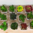 Ver imagem 3 de Mini Vaso Decorativo Suculenta Cachepot Plástico sem Planta