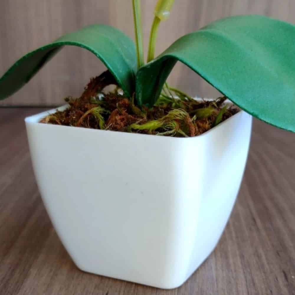 Mini Vaso Decorativo Suculenta Cachepot Plástico sem Planta - 9