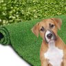 Tapete Higienico Cachorro Pet Gramado Sanitario Grama Sintetica Lavavel 1 Metro Quadrado Cao Gato Re - 13