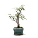 Ver imagem 2 de Bonsai Caliandra Rosa 03 Anos