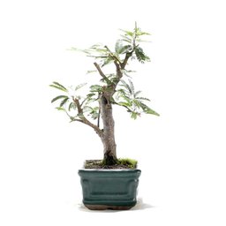 Bonsai Caliandra Rosa 03 Anos - 2