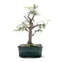 Ver imagem 1 de Bonsai Caliandra Rosa 03 Anos