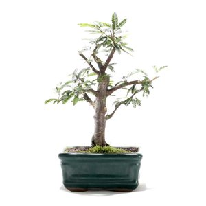Bonsai Caliandra Rosa 03 Anos