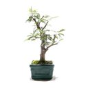 Ver imagem 4 de Bonsai Caliandra Rosa 03 Anos