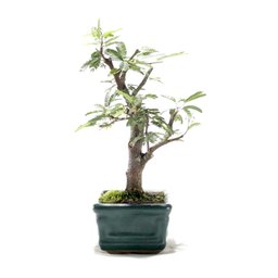 Bonsai Caliandra Rosa 03 Anos - 4