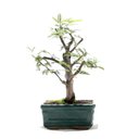 Ver imagem 3 de Bonsai Caliandra Rosa 03 Anos