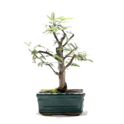 Bonsai Caliandra Rosa 03 Anos - 3
