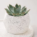 Ver imagem 5 de Vaso de Concreto Granilite Bloom - Casa Toco