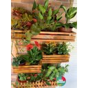 Ver imagem 3 de Jardim Vertical - Floreira Jv13