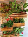 Ver imagem 3 de Jardim Vertical - Floreira Jv13