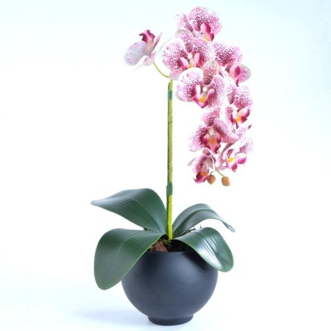 Arranjo de Orquídea Mesclada em Vaso Preto Fosco Drica
