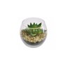 Vaso Decorativo Vidro Planta Suculenta Sortida Verde 8cm com 3 Unidades - 2