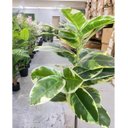 Ver imagem 7 de Planta Artificial Permanente Fícus Elástica Grande Decoração Sala 135cm