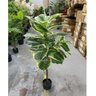 Planta Artificial Permanente Fícus Elástica Grande Decoração Sala 135cm - 4