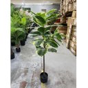 Ver imagem 3 de Planta Artificial Permanente Fícus Elástica Grande Decoração Sala 135cm