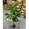 Planta Artificial Permanente Fícus Elástica Grande Decoração Sala 135cm - 5