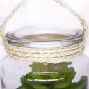 Ver imagem 4 de Folhagem Suculenta de Pendurar com Vaso de Vidro Verde 11,5 Cm F04 - D'Rossi