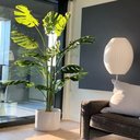 Ver imagem 1 de Planta Artificial Monstera Costela de Adão Decoração 1.70m