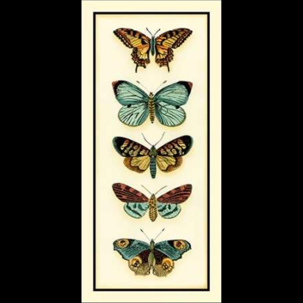 Butterfly Collector Iv Canaleta 28x60cm Preta - 1