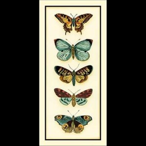 Butterfly Collector Iv Canaleta 28x60cm Preta