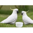 Ver imagem 4 de Kit 6 Comedouro Bebedouro Cães/Gatos/Passarinhos Porcelana 400ml 2ª Linha Bela Vista