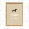 Quadro Moldura Dourada House Of Dachshund 45x34cm:com Acetato - 2