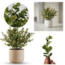 Ver imagem 6 de Kit 7 Buquês de Eucalipto Artificial 40cm com 6 Hastes – Arranjo Decorativo Natural