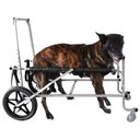 Ver imagem 1 de Cadeira Andador de 4 Rodas para Cachorro Pet Grande Porte N5