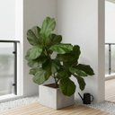 Ver mais imagens de Mini Árvore Ficus Lyrata Artificial 85cm Silicone Toque Real Planta Decorativa Premium Hiper-Realist