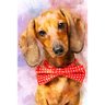 Quadro Cachorro Basset Colorido Arte Aquarela Tela 60x40 - 2