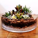 Ver imagem 5 de Vaso Redondo Floreira Terrario Cilindro em Vidro Suculentas, Arranjos 24x10cm