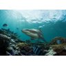 Papel De Parede Paisagem Fundo do Mar Tubarão Peixes GG374 - 1