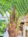 Ver imagem 6 de Palmeira Phoenix Artificial com Folhas Grandes Planta 2.30m