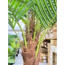 Ver imagem 6 de Palmeira Phoenix Artificial com Folhas Grandes Planta 2.30m