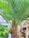 Ver imagem 3 de Palmeira Phoenix Artificial com Folhas Grandes Planta 2.30m