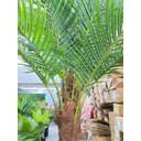 Ver imagem 3 de Palmeira Phoenix Artificial com Folhas Grandes Planta 2.30m