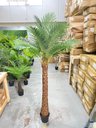 Ver imagem 4 de Palmeira Phoenix Artificial com Folhas Grandes Planta 2.30m