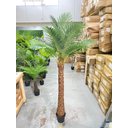 Ver imagem 4 de Palmeira Phoenix Artificial com Folhas Grandes Planta 2.30m