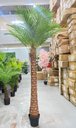 Ver imagem 2 de Palmeira Phoenix Artificial com Folhas Grandes Planta 2.30m