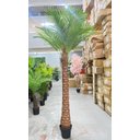 Ver imagem 2 de Palmeira Phoenix Artificial com Folhas Grandes Planta 2.30m