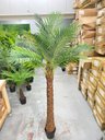 Ver imagem 7 de Palmeira Phoenix Artificial com Folhas Grandes Planta 2.30m