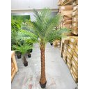 Ver imagem 7 de Palmeira Phoenix Artificial com Folhas Grandes Planta 2.30m